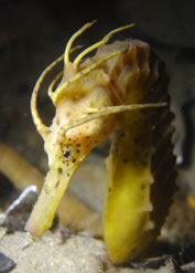 Big Bellied Sea Horse